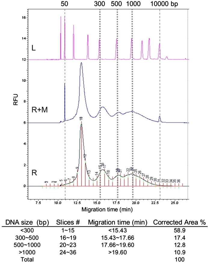 Fig 3. Demonstration of CGE data analysis for determination of DNA size distribution.