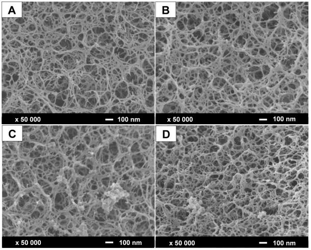 Fig 1. Scanning electron microscopy images of the protein A resin surface.