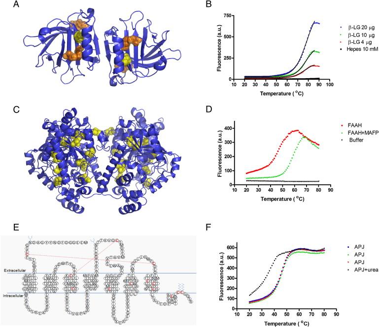 Fig 1. Thermal Stability Profiles of β-LG, FAAH, and APJ Receptor