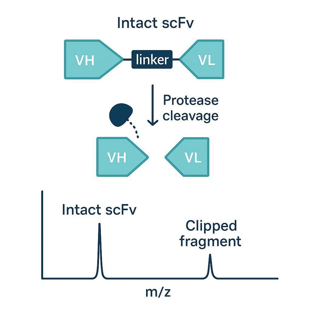 Affinity Maturation Sequence Validation: MS Confirmation for Phage Display Hits