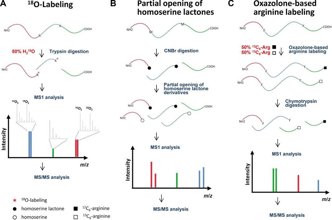 Schematic representation of methods for C-terminal labeling