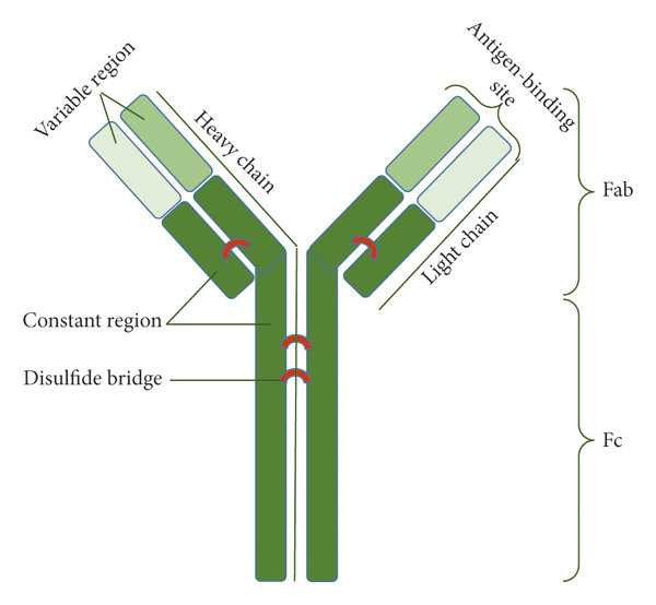 Antibody Heavy and Light Chains: Structure and Function