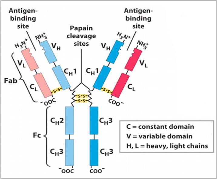 Antibody Variable Regions: Structure, Function, and Applications
