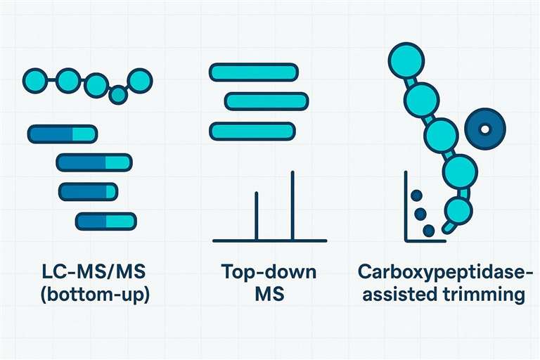 C-Terminal Method Selection: LC-MS/MS vs Top-Down MS vs Carboxypeptidase