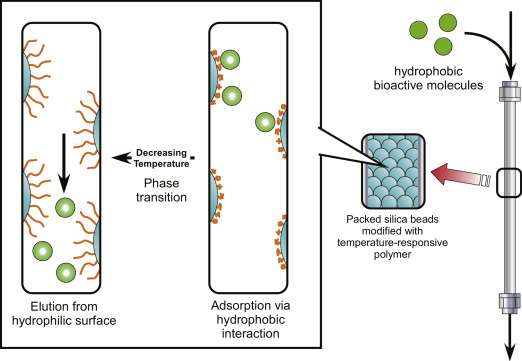 Schematic of temperature-responsive hydrophobic interaction chromatography