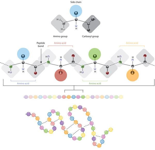  Illustration of amino acids,peptide bond,and protein sequence