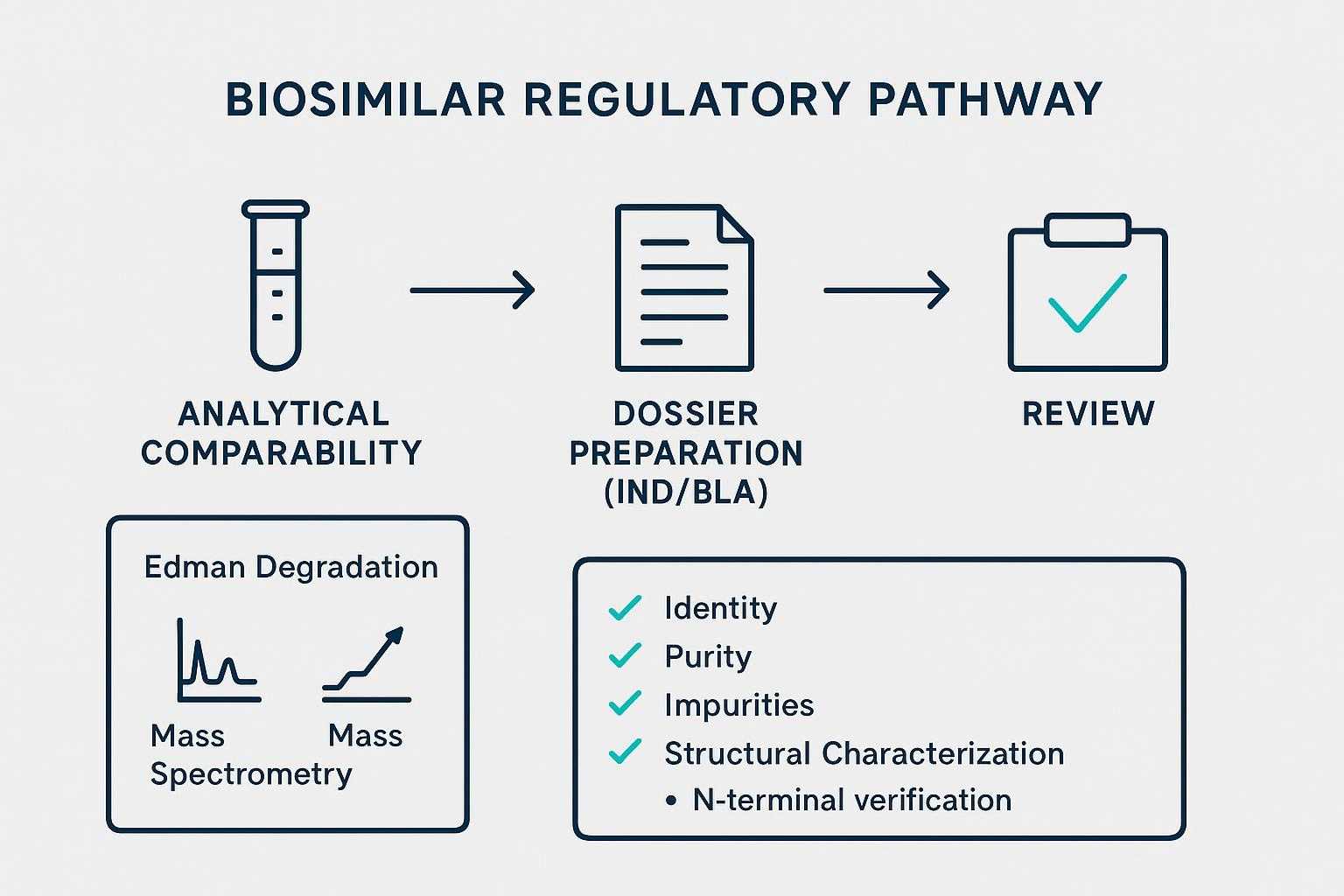 Infographic: biosimilar regulatory pathway with Edman + MS satisfying ICH Q6B identity expectations.