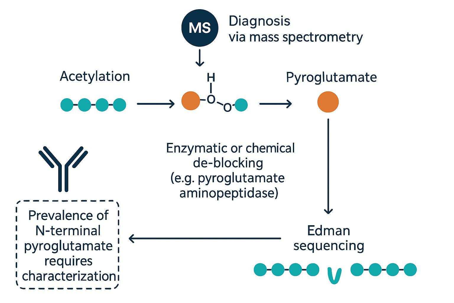 Diagram: N-terminal blocking modifications and de-blocking workflow prior to Edman sequencing.