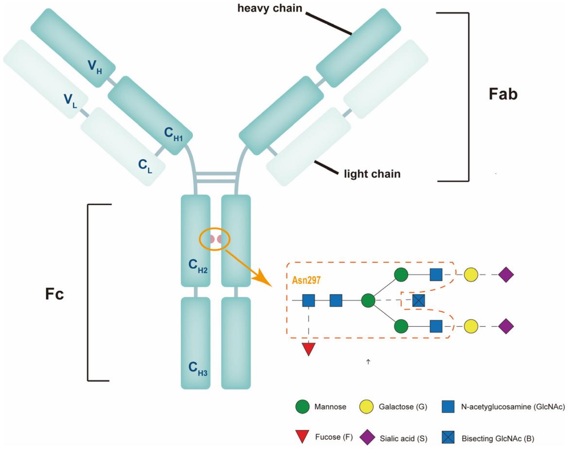 Diagram of IgG antibody structure showing heavy and light chains, Fab and Fc domains, and Fc domain N-glycosylation site with glycans