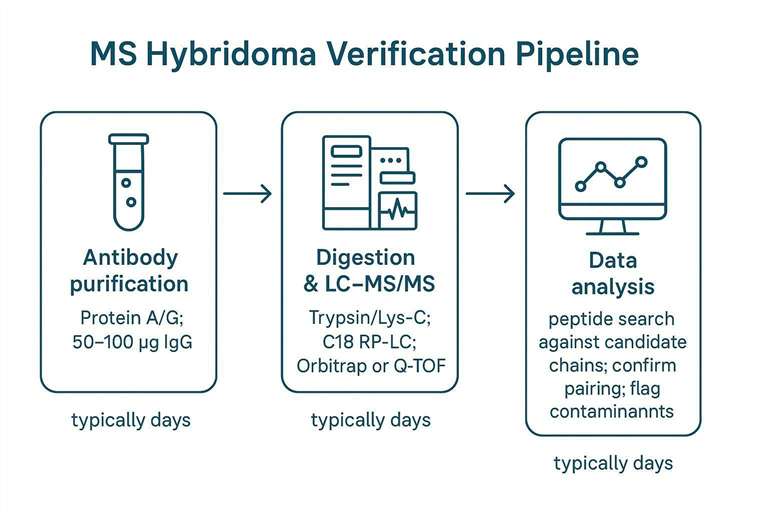 Hybridoma Antibody Sequence Verification: Heavy & Light Chain Pairing by Mass Spectrometry
