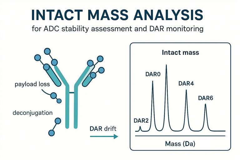 A decision diagram flowchart showing intact mass → middle-down → peptide mapping decision logic based on ADC type, development stage, and stability question type