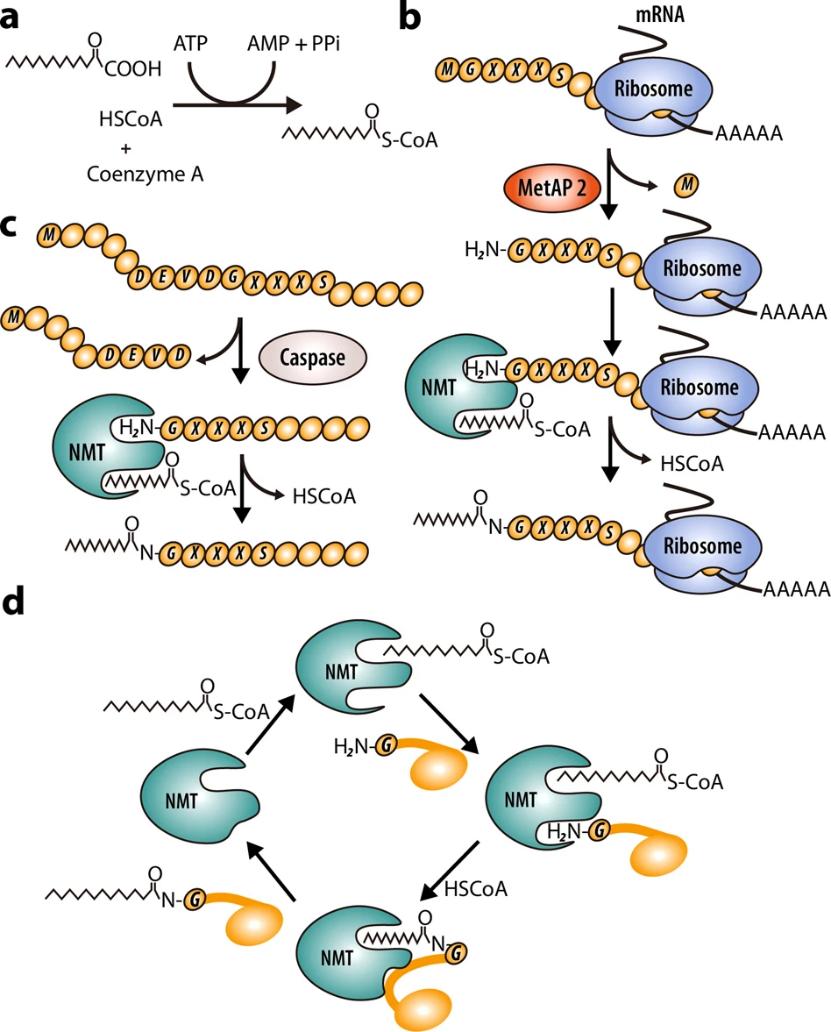 Schematic pattern of the N-myristoylation mechanism catalyzed by NMTs