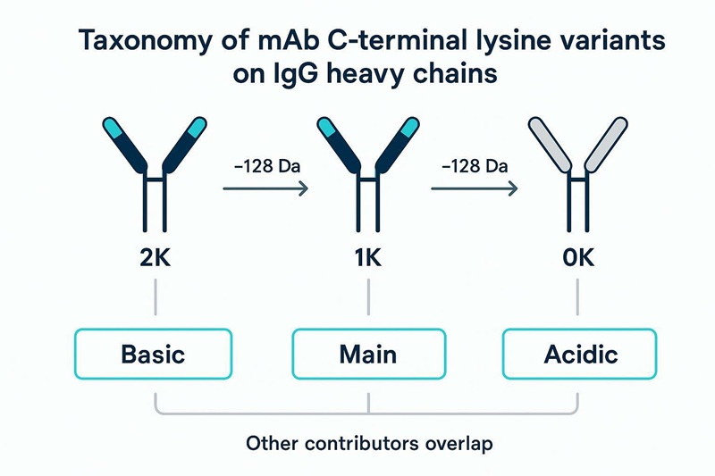 mAb C-terminal lysine clipping variants (0K/1K/2K) and their link to charge variants