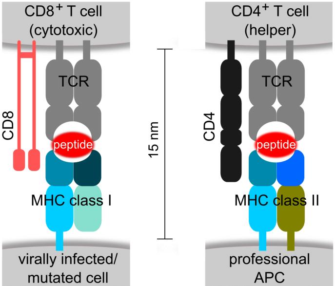 MHC class I and class II and their role as mediators during antigen presentation and recognition