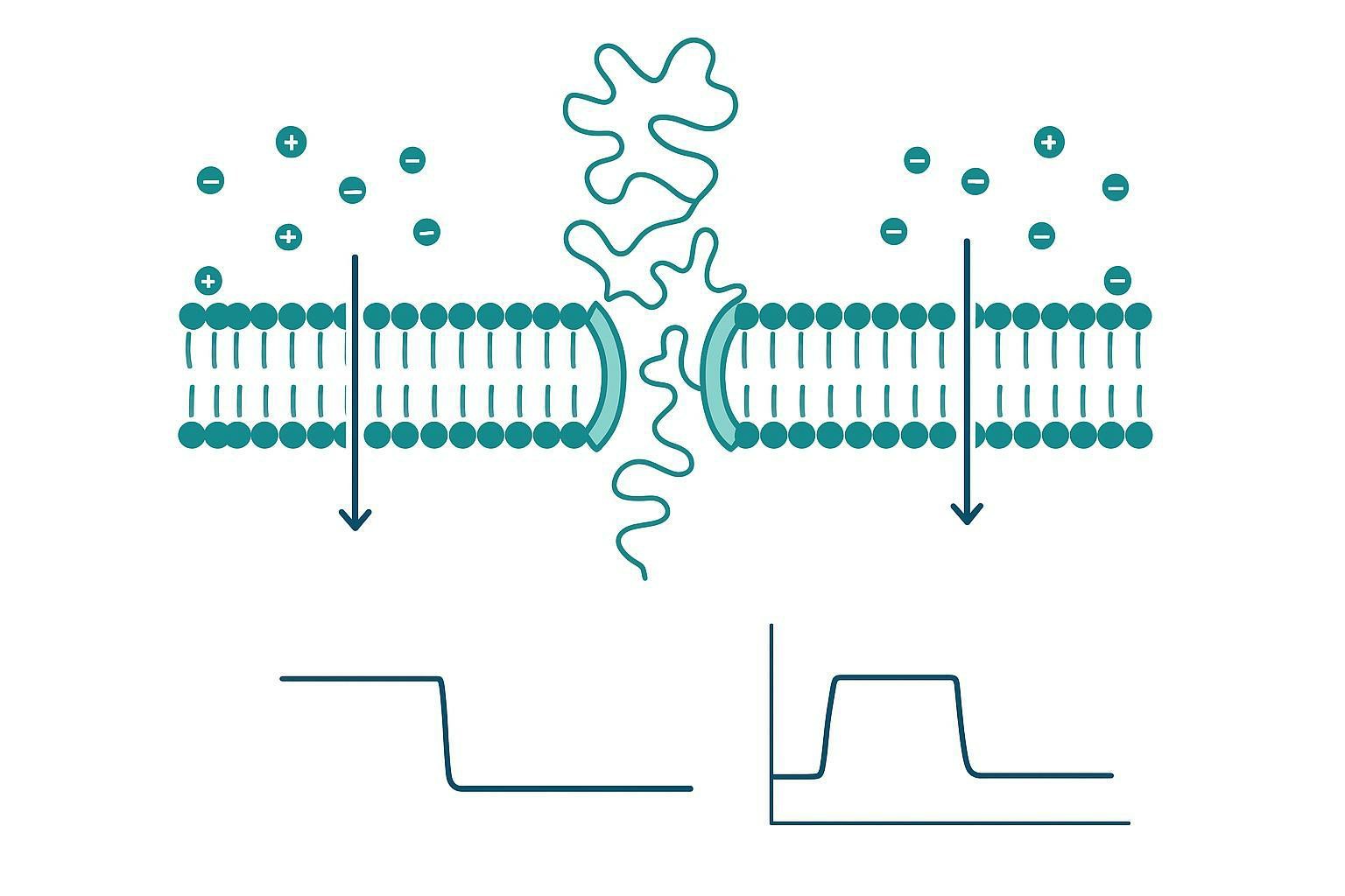 Nanopore Protein Sequencing: Principles, Current Progress, and Research Applications
