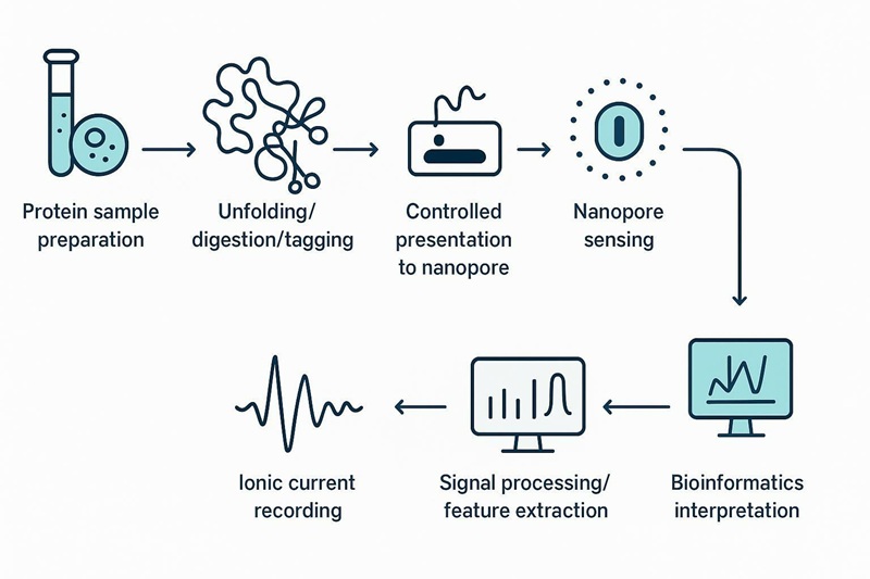 Workflow diagram from protein sample to nanopore signal and interpretation