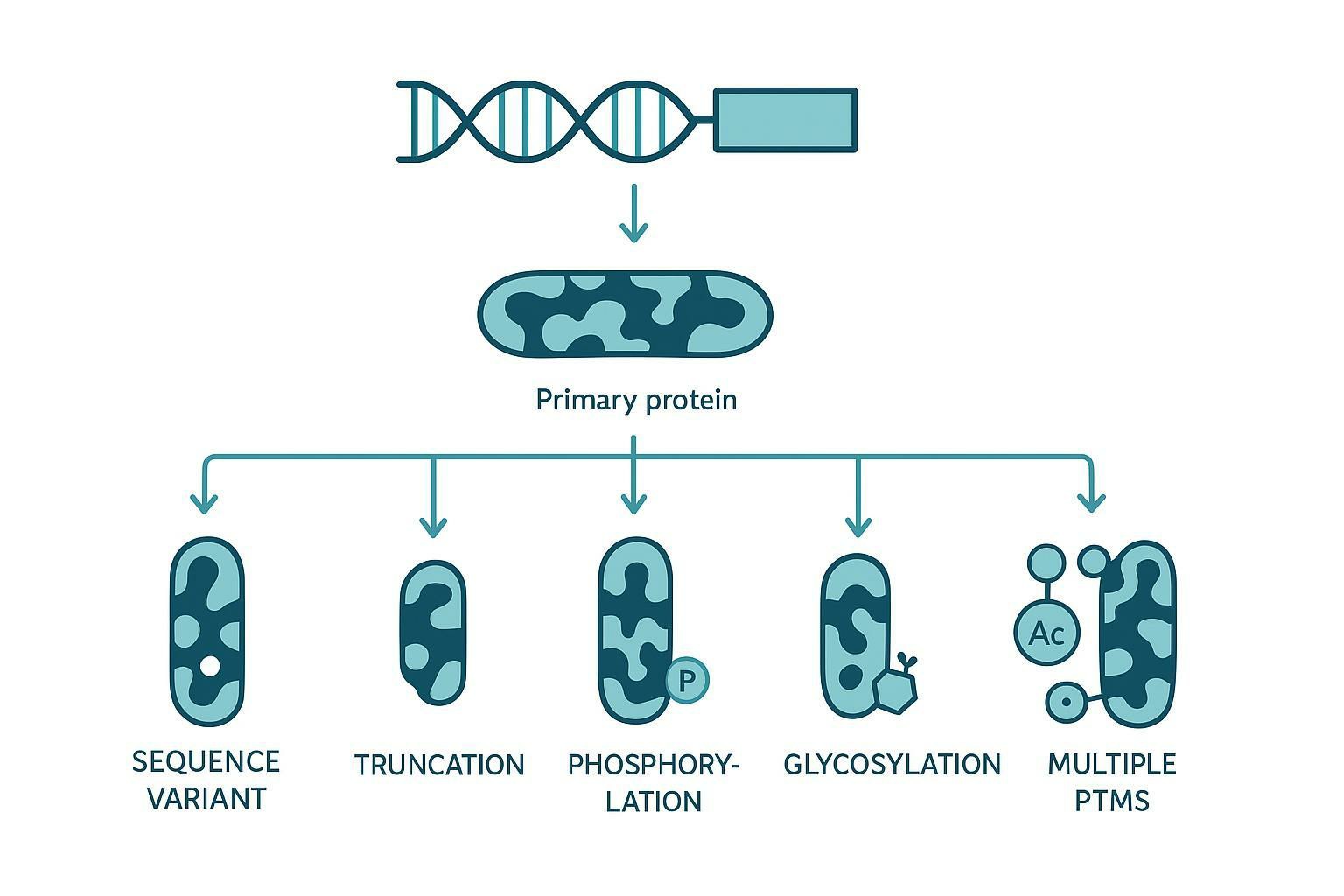 Proteoform complexity diagram: one gene producing multiple proteoforms through sequence variants, truncations, phosphorylation, glycosylation, acetylation, and other modifications