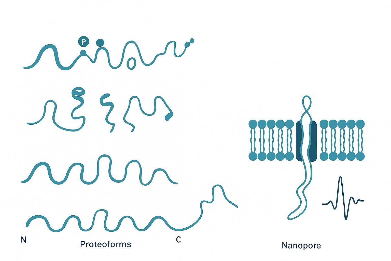 Integrated workflow diagram: nanopore protein sequencing combined with LC-MS/MS, top-down proteomics, PTM analysis, and bioinformatics for full-length protein, proteoform, and PTM research