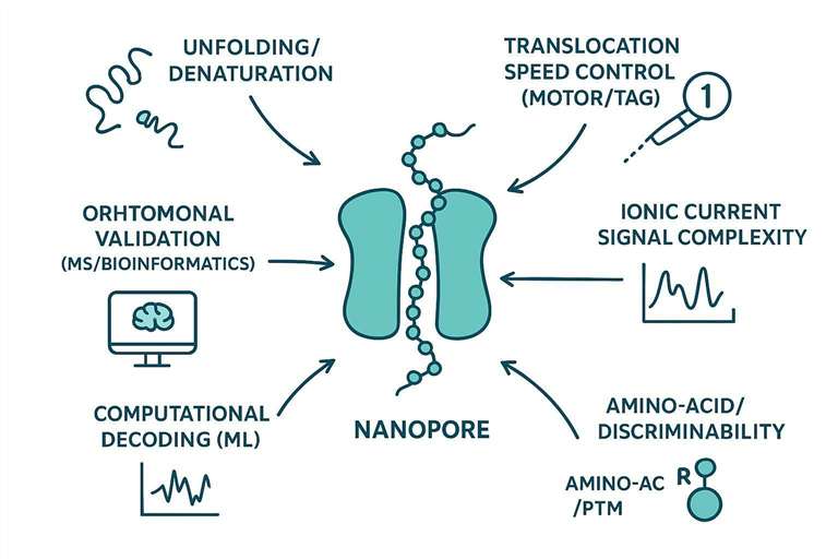 Diagram showing nanopore protein sequencing limitations: unfolding, translocation control, signal complexity, computational decoding, and MS validation
