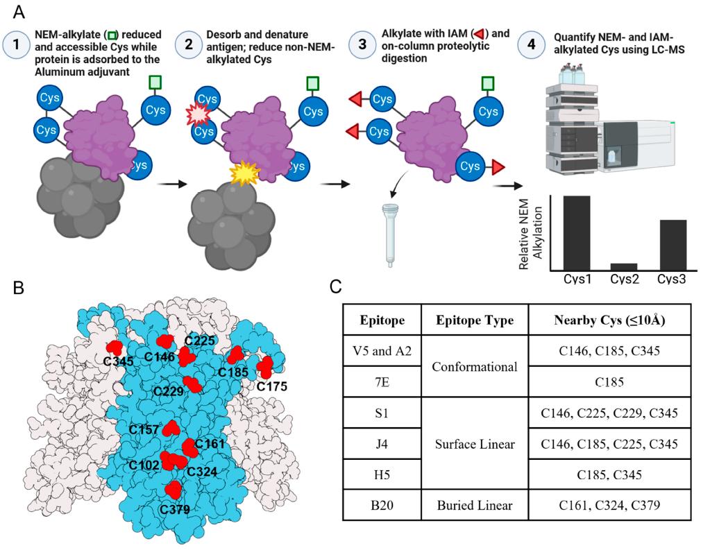 Overview of the LC-MS peptide mapping assay workflow for measuring the redox state and accessibility of cysteine residues in HPV VLP antigens with aluminum-salt adjuvant