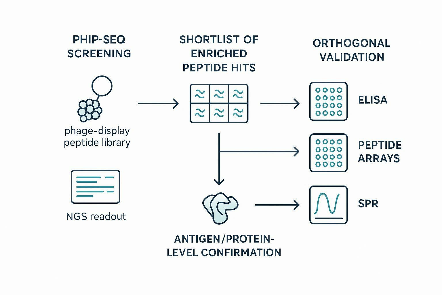 How to Validate PhIP-Seq Findings: Choosing the Right Orthogonal Assays