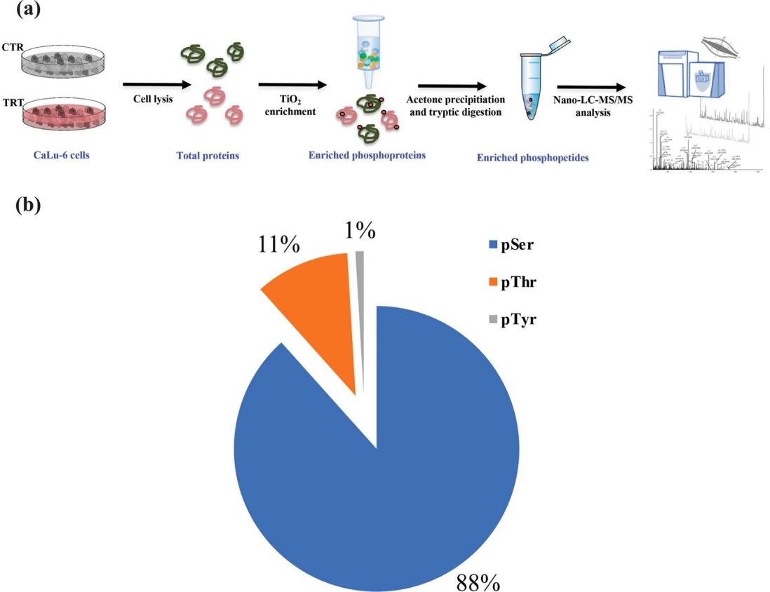 Phosphorylated Protein Analysis in Drug Discovery: Key Applications