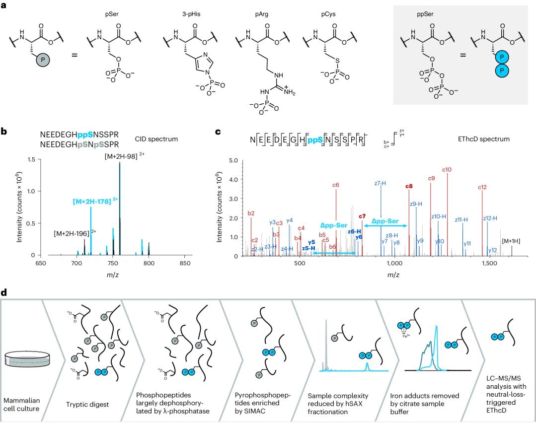 Phosphorylated Protein Detection Methods and How to Optimize Your Workflow