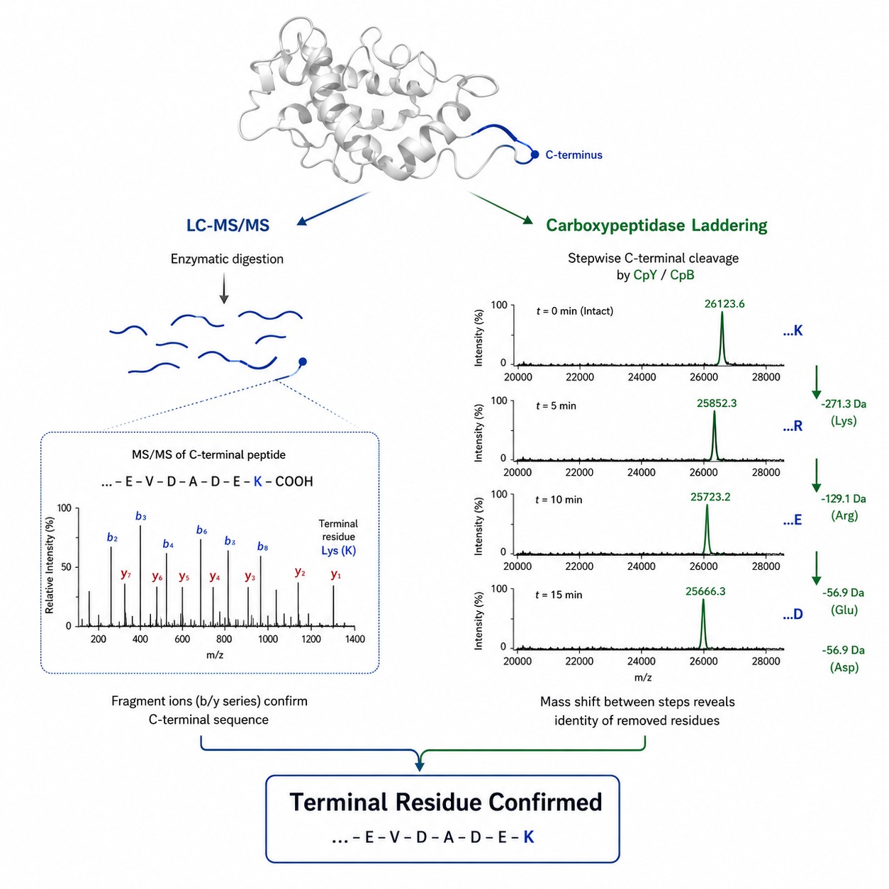 Scientific illustration showing C-terminal sequencing workflow — protein with highlighted C-terminus, carboxypeptidase digestion generating a mass ladder, and MS/MS spectrum confirming the terminal residue.