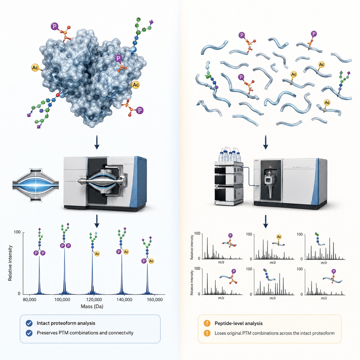 Scientific illustration comparing top-down intact protein analysis versus bottom-up peptide-based proteomics workflows, showing direct proteoform resolution on a clean white background.