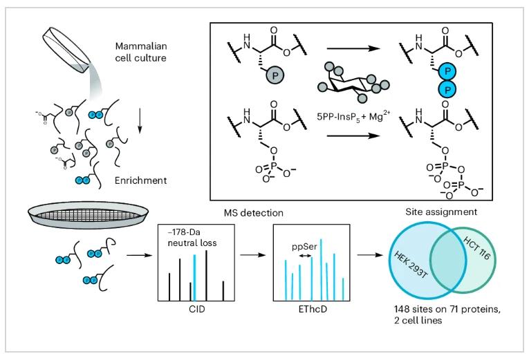 The Role of Phosphorylated Proteins in Cell Signaling and Disease Research
