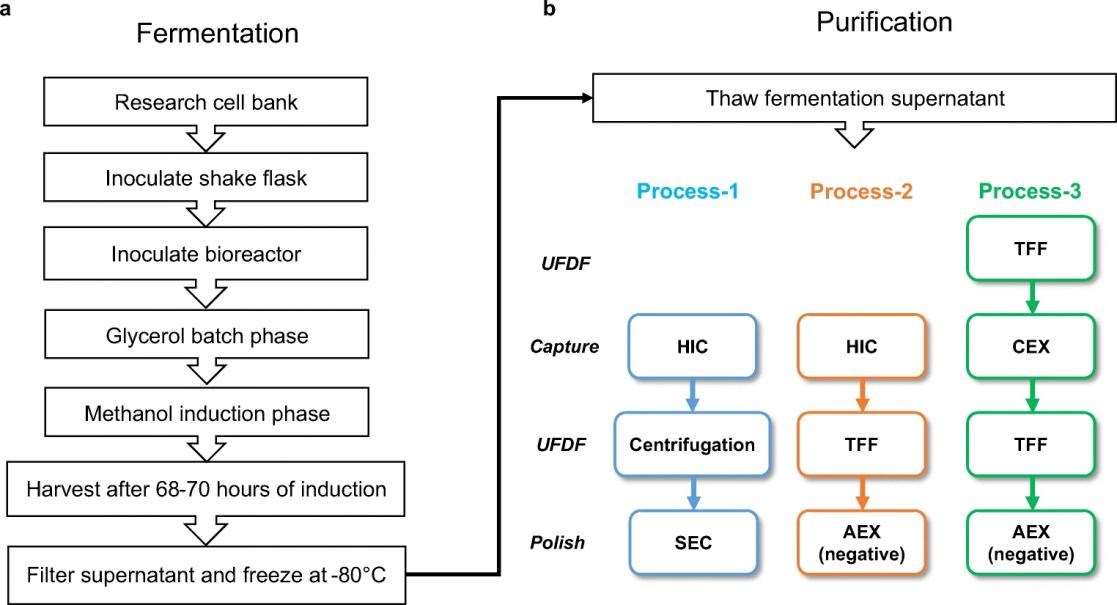 Fermentation (a) and purification (b) flow diagrams.