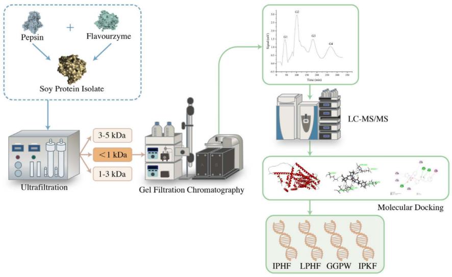Flowchart for enzymatic hydrolysis of soy protein, including ultrafiltration, chromatography, and mass spectrometry steps.