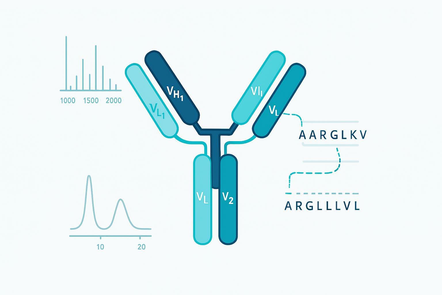 Sequence Verification in Bispecific Antibodies: Resolving CDR Assignment by Mass Spectrometry