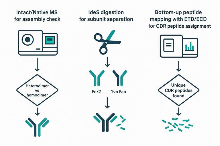 A flowchart linking intact/native MS for assembly check, IdeS digestion for subunit separation, and bottom-up peptide mapping with ETD/ECD for CDR-level peptide assignment, with decision arrows at each step