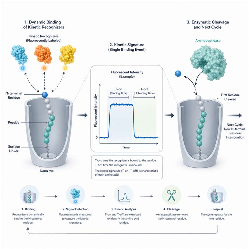 Technical diagram of single molecule protein sequencing mechanism