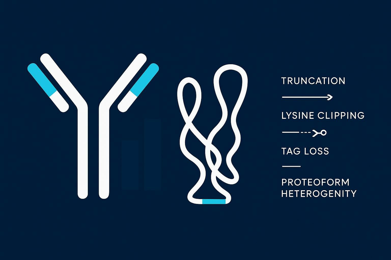Common C-Terminal Issues in Biopharma: Truncation, Tag Loss, Heterogeneity and Comparability (mAbs & Fusion Proteins)