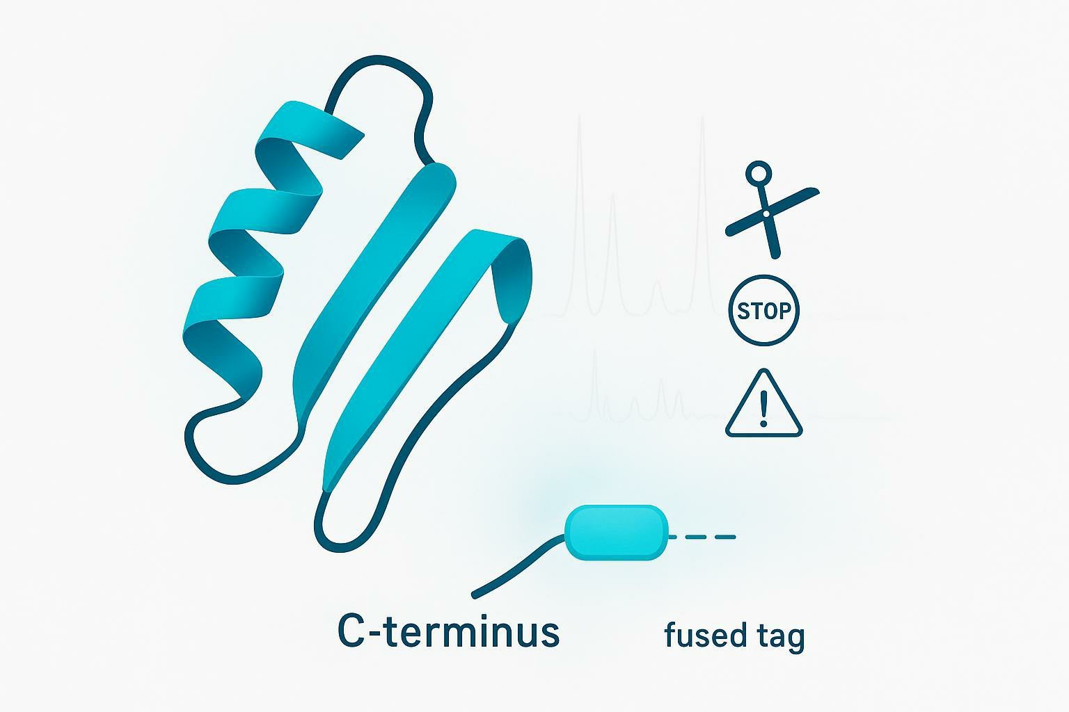 C-Terminal Tag Guide: Vector Design Pitfalls & MS Verification