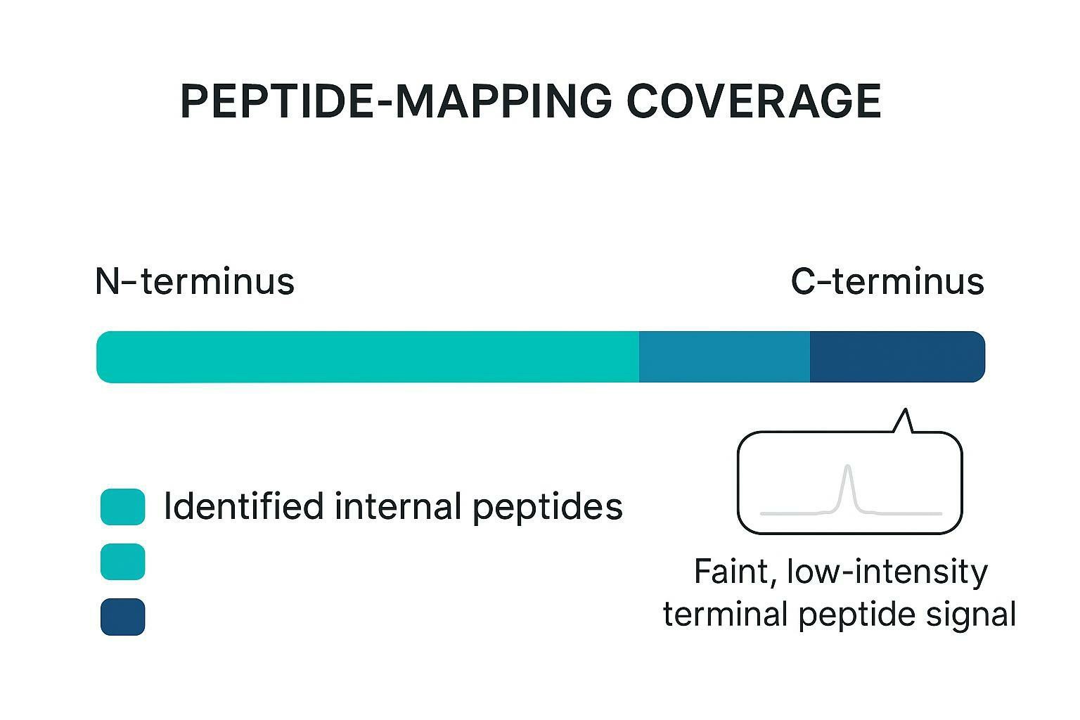 Diagram of peptide mapping coverage with a missing C-terminal region and a faint terminal peptide callout.
