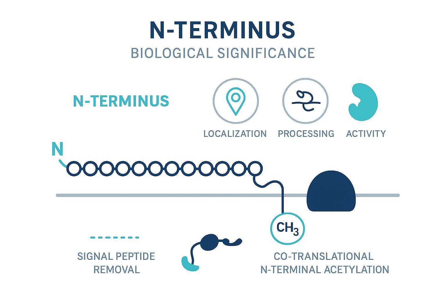 Infographic explaining the biological significance of the N-terminus and impact on protein function