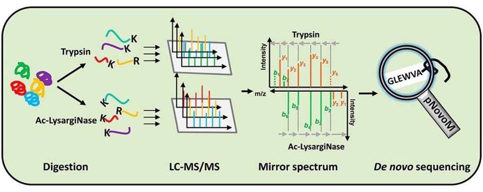 The process of de novo peptide sequencing