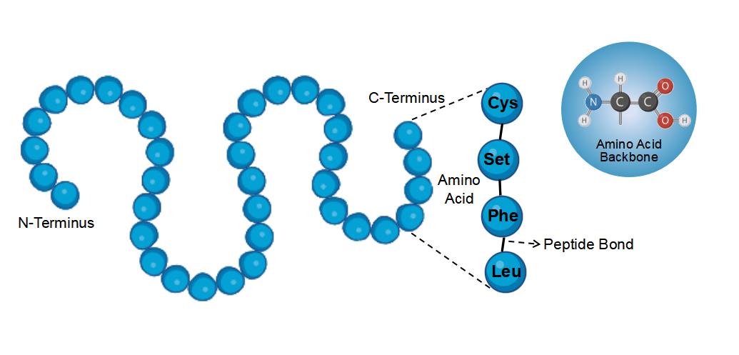 Proteins Primary Sequence