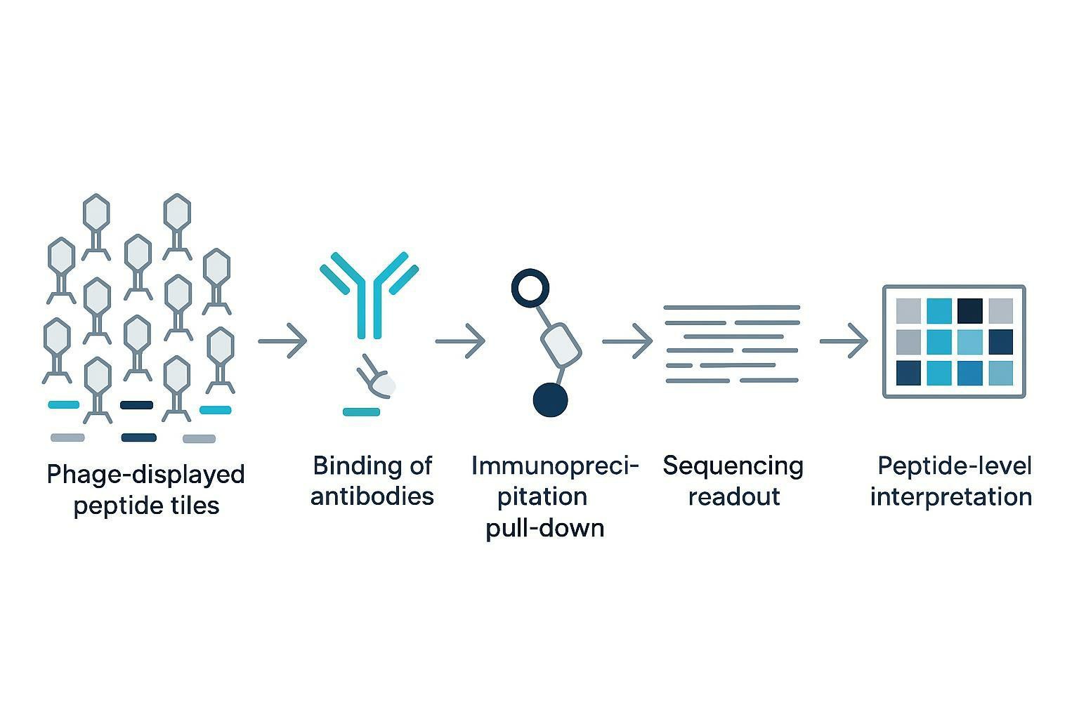 What Is PhIP-Seq? Principles, Applications, and Library Design Basics