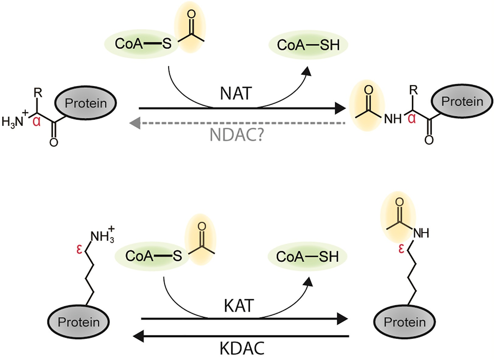 Schematic diagram N-terminal and lysine protein acetylation.