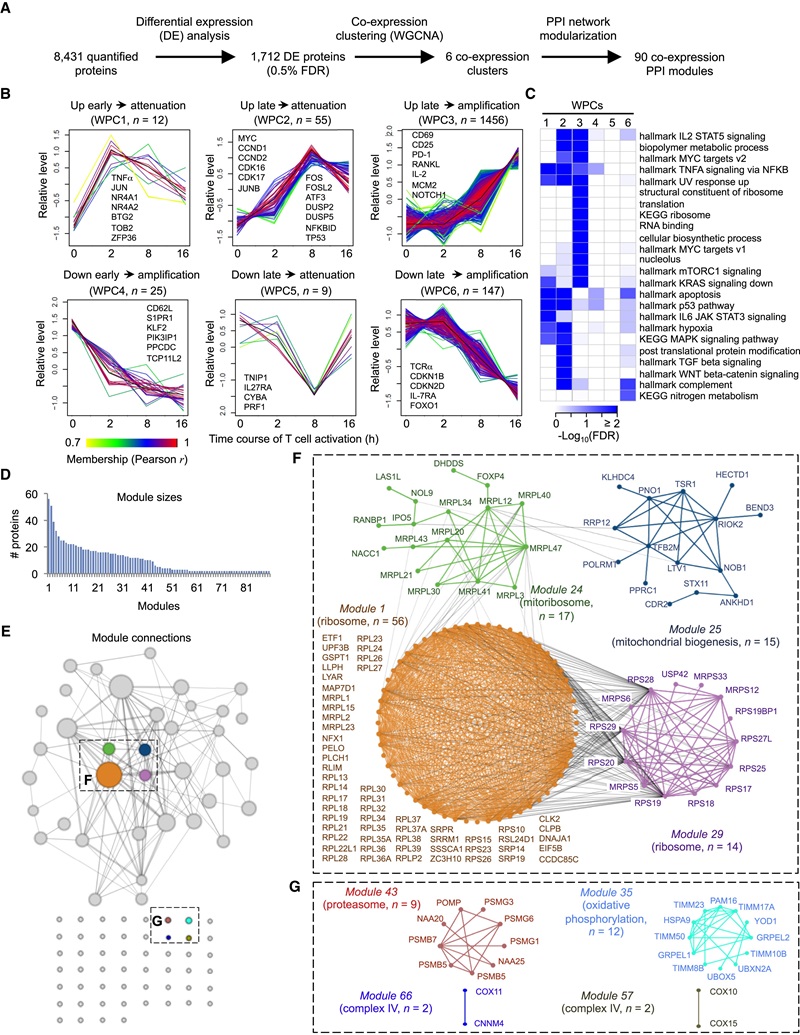 Temporal expression profiling of whole proteome.