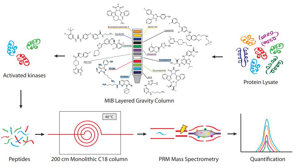 Fig. 2. 4D-PRM targeted proteomics workflow