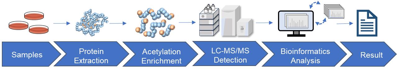 Fig.2 Acetylation analysis workflow