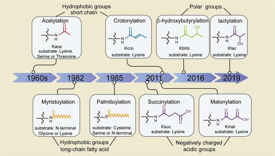 Fig.1 Schematic of Acylation