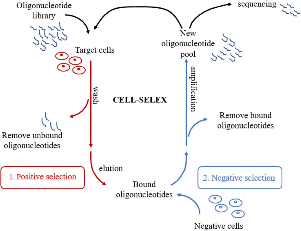 Schematic of CELL-SELEX