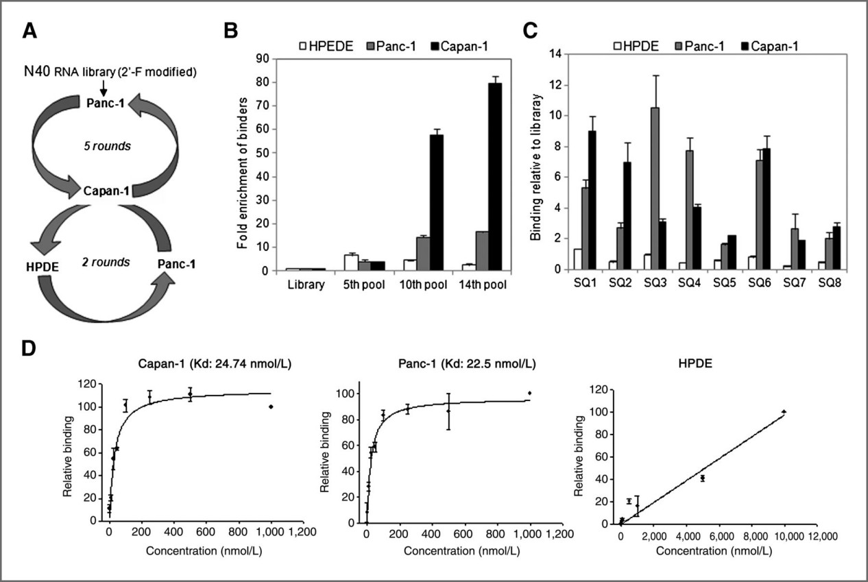Cell-SELEX based identification of aptamer SQ-2.