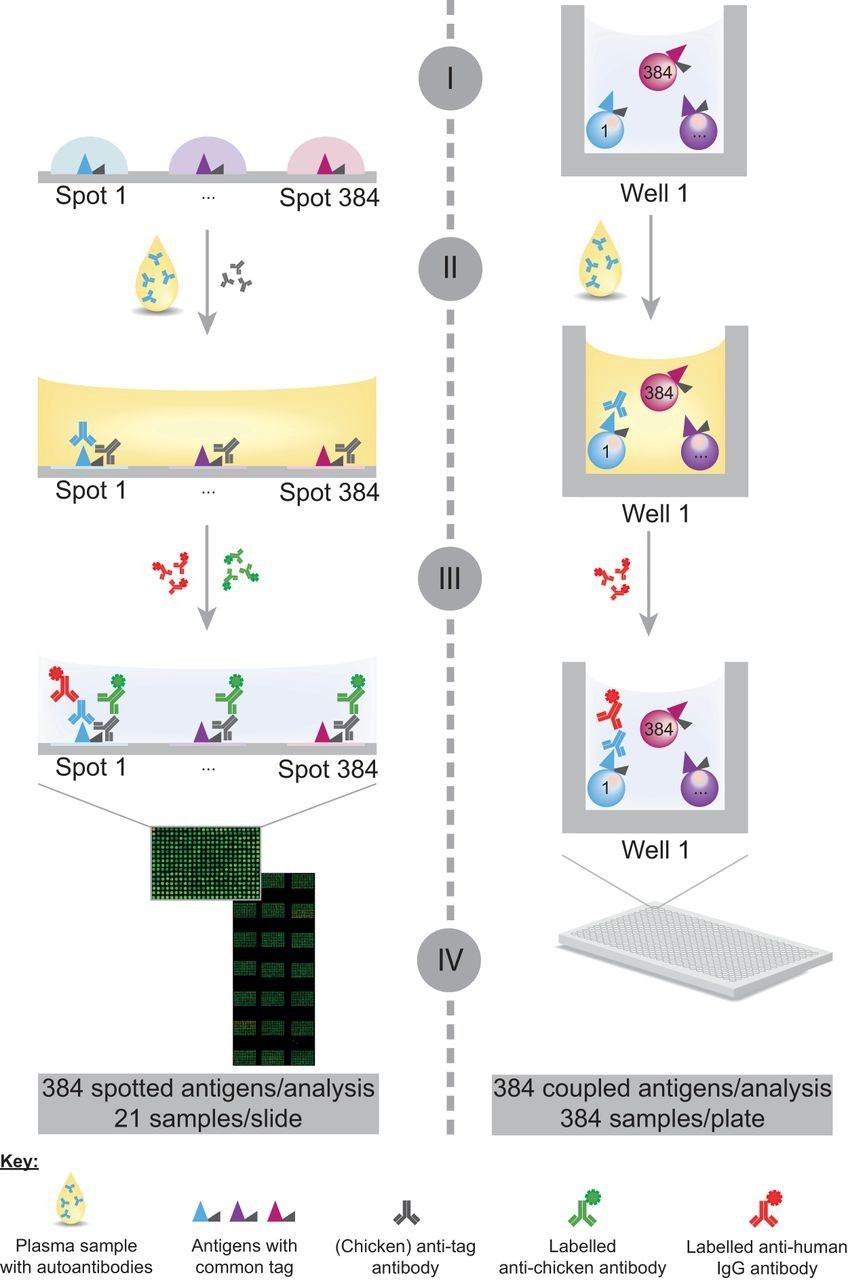 The assay workflow on planar and bead-based antigen arrays for profiling autoantibody responses.